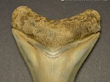 Dark-Water-Megs-Finds-Megalodon-Teeth15