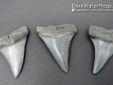 Dark-Water-Megs-Makos-For-Sale-Shark-Teeth1