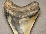 Dark-Water-Megs-Megalodon-Teeth-CZ4