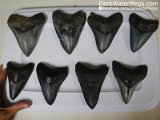 Dark-Water-Megs-Megalodon-Teeth-For-Sale-Trays1
