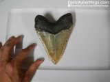 Dark-Water-Megs-Megalodon-Teeth-For-Sale-Trays10