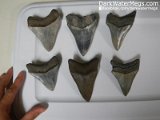 Dark-Water-Megs-Megalodon-Teeth-For-Sale-Trays6