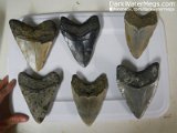 Dark-Water-Megs-Megalodon-Teeth-For-Sale-Trays8