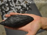 Fossil-Whale-Tooth-Dark-Water-Megs1