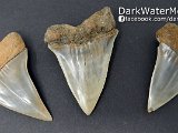 Mako-Teeth-For-Sale-Premium-Dark-Water-Megs2