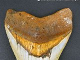 Orange-Megalodon-Teeth-Whale-Teeth-Dark-Water-Megs-8