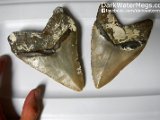 Similar-Megalodon-Teeth1