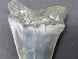 dark-water-megs-fossil-great-mako-for-sale10
