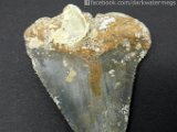dark-water-megs-fossil-great-white-teeth-for-sale3
