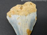 dark-water-megs-fossil-great-white-teeth-for-sale7