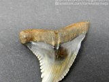 dark-water-megs-fossil-hemipristis-for-sale1