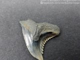 dark-water-megs-fossil-hemipristis-for-sale5