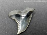 dark-water-megs-fossil-hemipristis-for-sale6