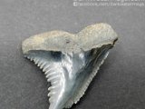 dark-water-megs-fossil-hemipristis-for-sale8
