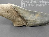 dark-water-megs-megalodon-inventory-replacement-july107