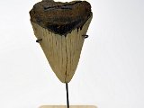 dark-water-megs-shark-tooth-on-stand16