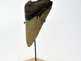 dark-water-megs-shark-tooth-on-stand17