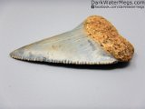 great-white-fossil-tooth-dark-water-megs2