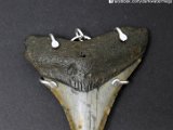 megalodon-necklace-from-dark-water-megs1
