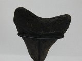 megalodon-teeth-for-sale-at-dark-water-megs11