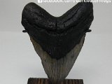 megalodon-teeth-for-sale-at-dark-water-megs16