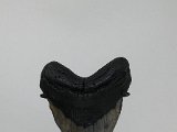 megalodon-teeth-for-sale-at-dark-water-megs17