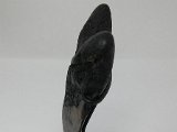 megalodon-teeth-for-sale-at-dark-water-megs18