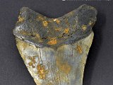 megalodon-teeth-for-sale-online-dark-water-megs111