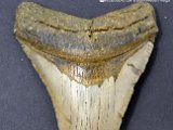 megalodon-teeth-for-sale-online-dark-water-megs7