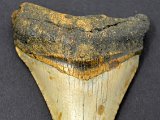 megalodon-teeth-for-sale-online-dark-water-megs85