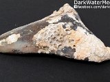 uncleaned-megalodon-teeth-for-sale-dark-water-megs11