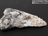 uncleaned-megalodon-teeth-for-sale-dark-water-megs3