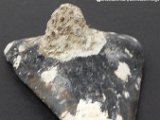 uncleaned-megalodon-teeth-for-sale-dark-water-megs7