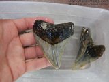wet-megalodon-shark-tooth3