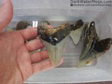 wet-megalodon-shark-tooth4