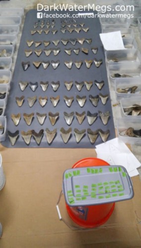 Building a megalodon shark jaw