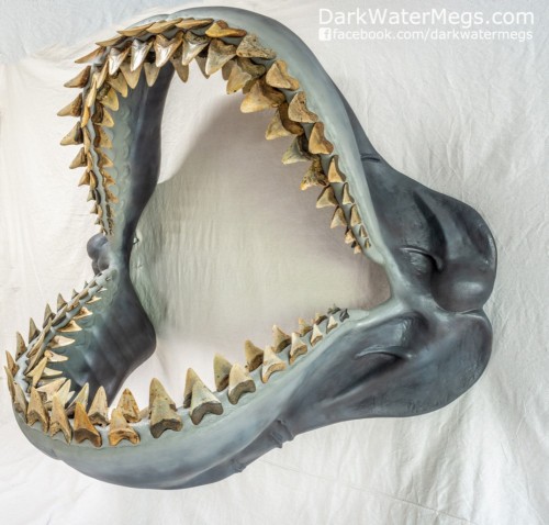 Building a megalodon shark jaw