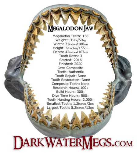 Building a megalodon shark jaw