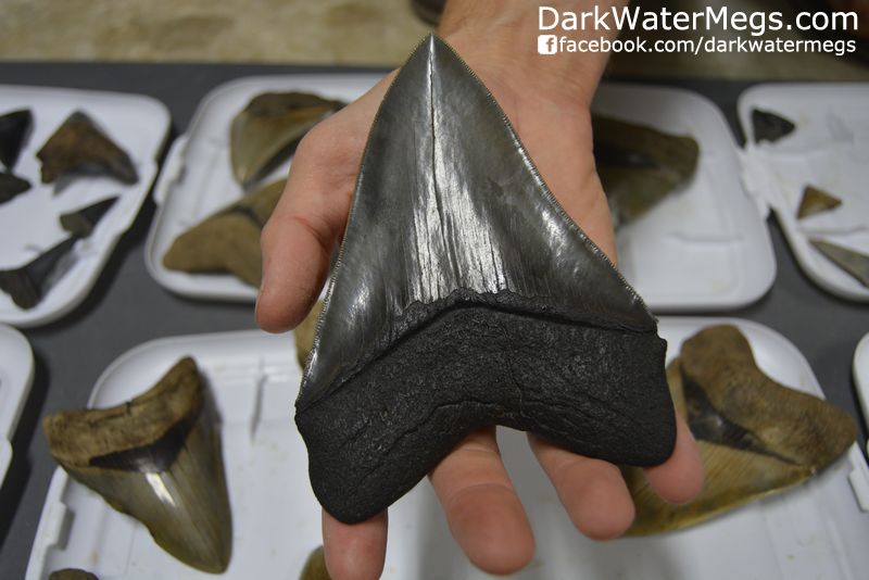 Megalodon Shark Teeth For Sale