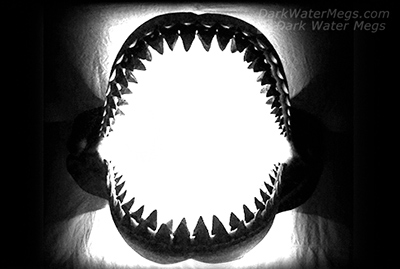 Big Megalodon Jaw
