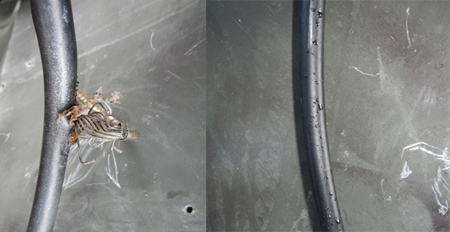 Broken Boat Used to Find Megalodon Shark Teeth Diving