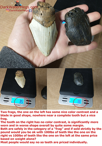 Buy broken bulk megalodon shark teeth per pound
