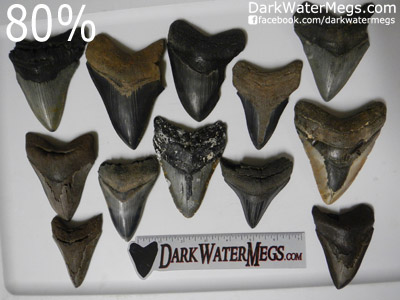 Good Wholesale Megalodon Teeth