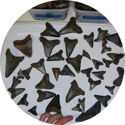 Wholesale megalodon teeth for sale