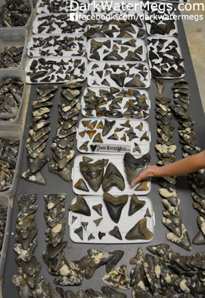 Large Quantity of Megalodon Teeth