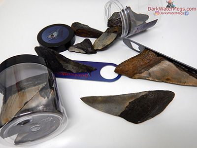 Broken megalodon teeth top 7 ideas