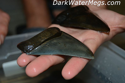 Real megalodon teeth purchase online