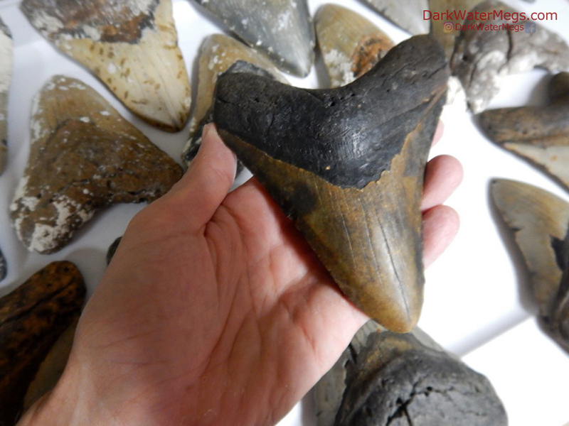 Where to buy real megalodon shark teeth online