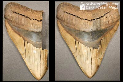 Buy an authentic megalodon tooth as a gift