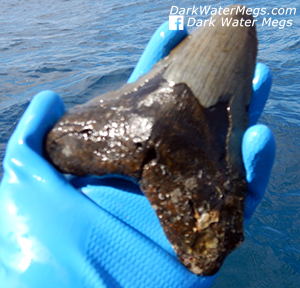 Buy an authentic megalodon tooth